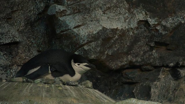 ヒゲペンギン/Chinstrap Penguin