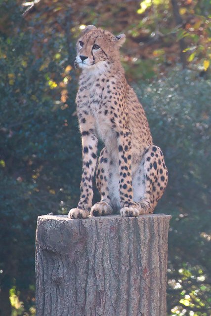 チーター/Cheetah