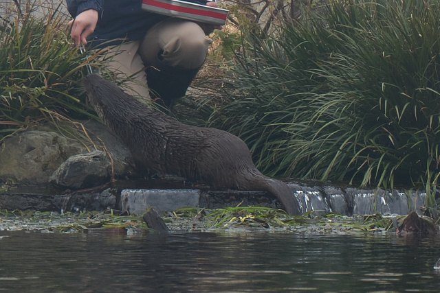 ユーラシアカワウソ/Eurasian otter
