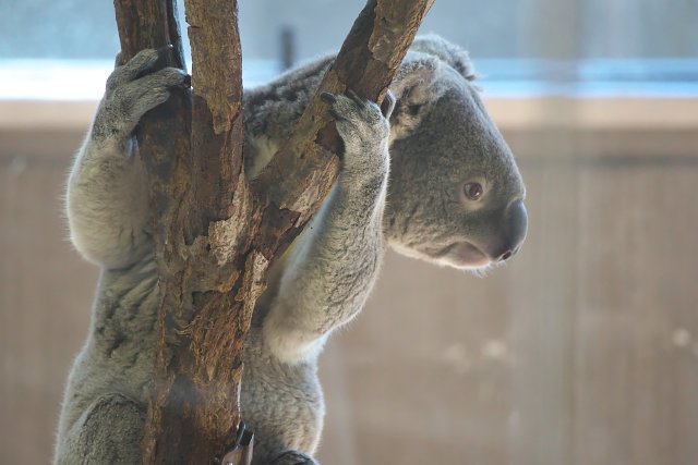 コアラ/Koala