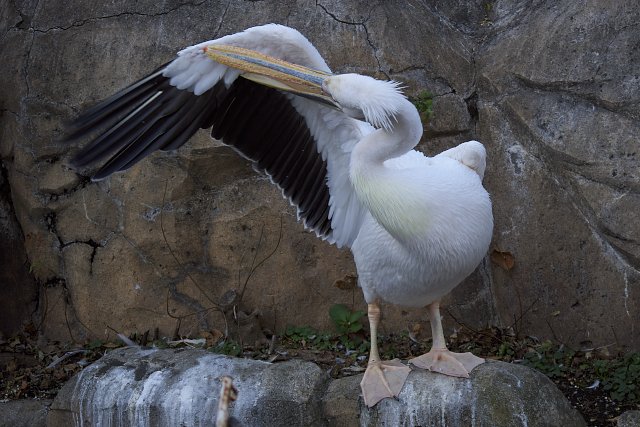 モモイロペリカン/White Pelican