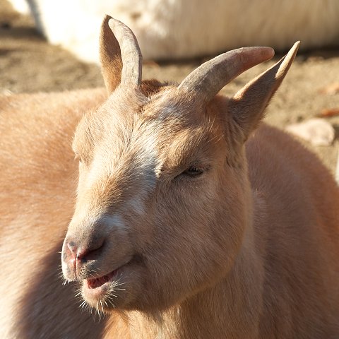 ヤギ/Goat