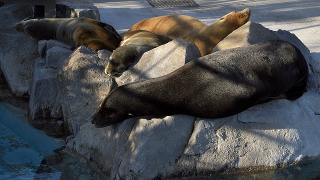 カリフォルニアアシカ/California sea lion