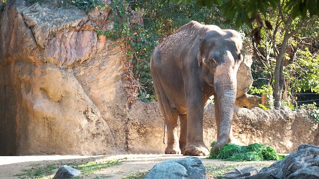 アジアゾウ/Asian elephant
