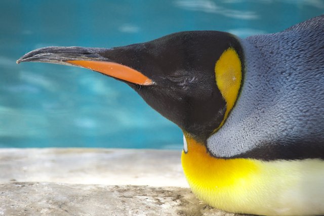 オウサマペンギン/King penguin