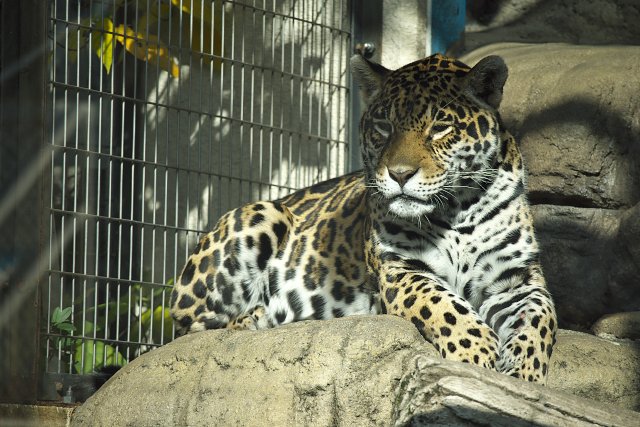 ジャガー/Jaguar