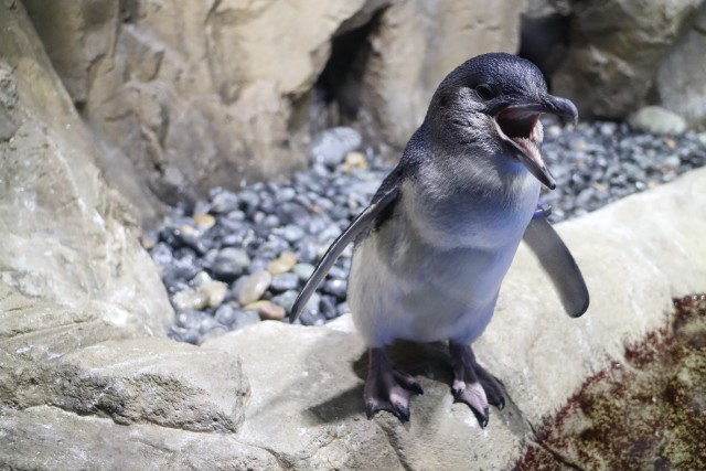 コガタペンギン/Little Penguin