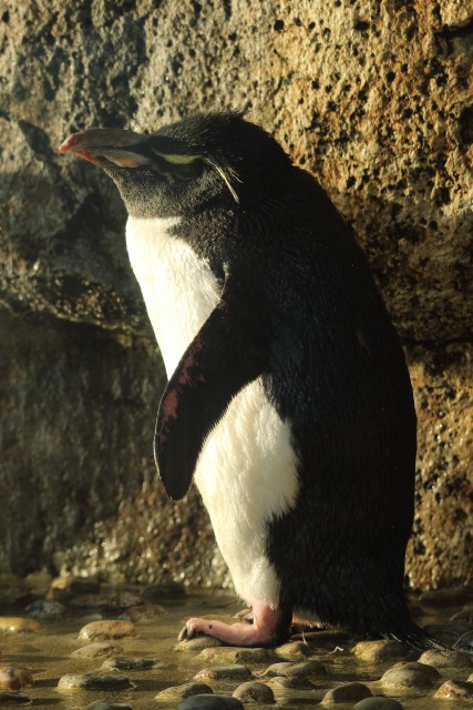 イワトビペンギン/Rockhopper penguin