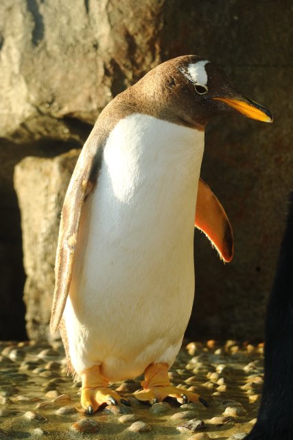 ジェンツーペンギン/Gentoo penguin