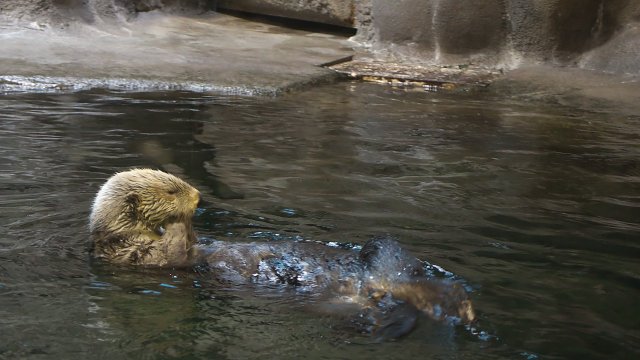 ラッコ/Sea otter