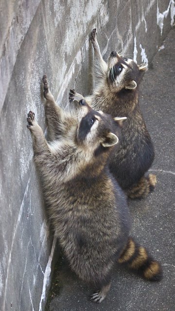アライグマ/Common raccoon