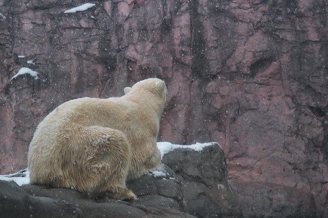 ホッキョクグマ/Polar bear