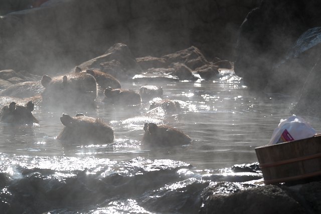 カピバラ温泉/Capybara Spa