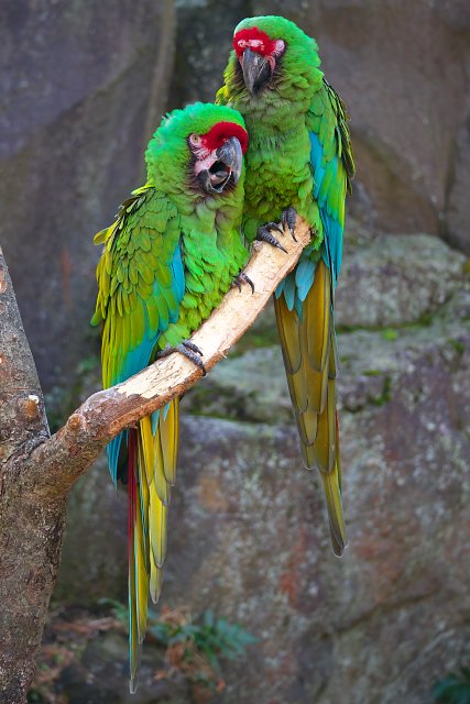 コンゴウインコ/Macaw
