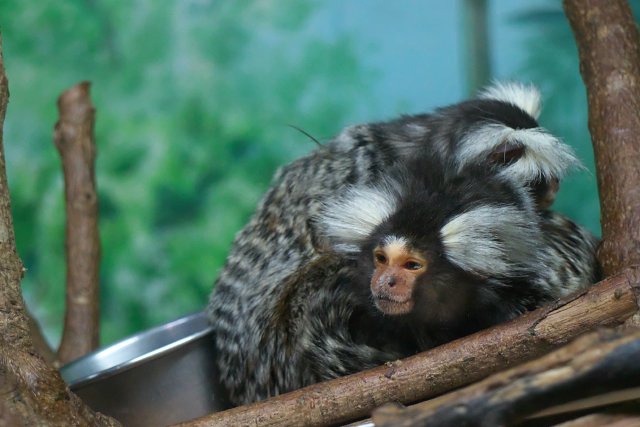 コモンマーモセット/Common marmoset