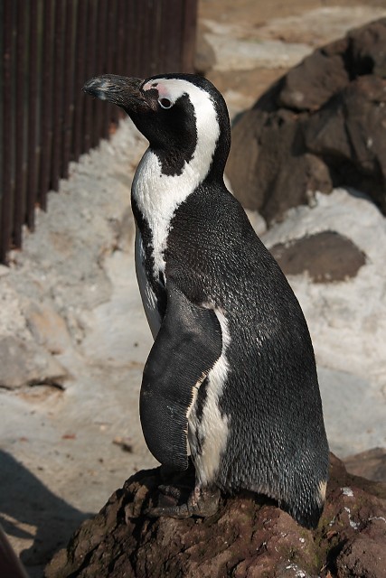 ケープペンギン/African Penguin