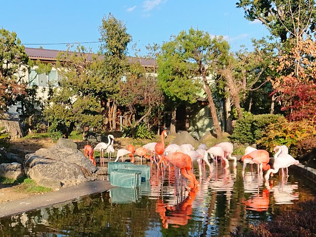 フラミンゴ/Flamingo