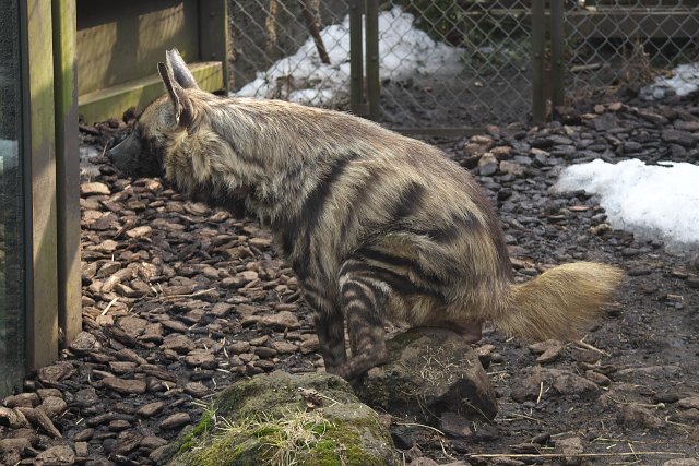 シマハイエナ/Striped hyena