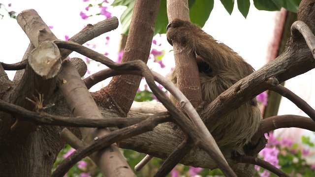 フタユビナマケモノ/Sloth