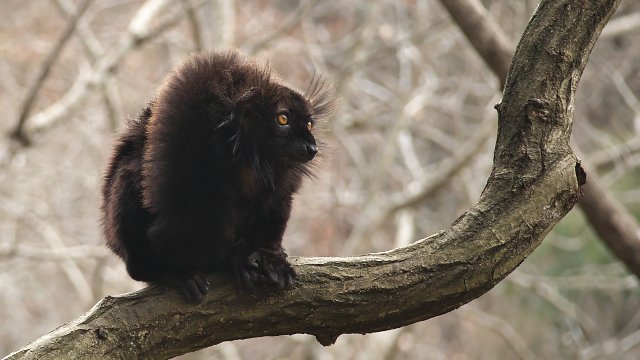 クロキツネザル/Black lemur