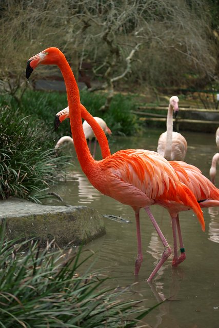 ベニイロフラミンゴ/Flamingo
