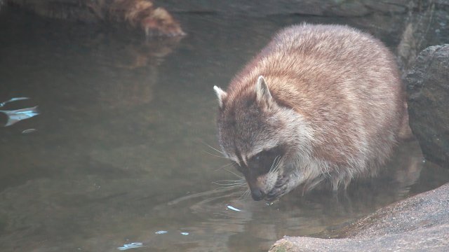 アライグマ/Common raccoon