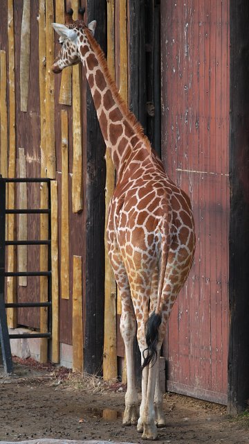 キリン/Giraffe