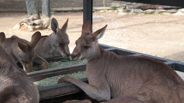 オオカンガルー/Eastern grey kangaroo