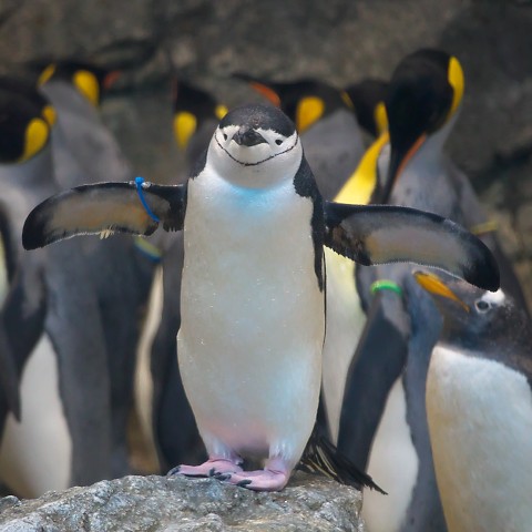 ヒゲペンギン/Chinstrap Penguin