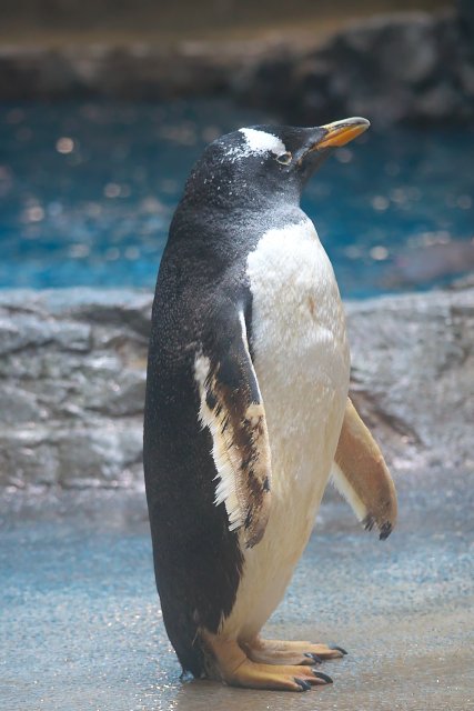 ジェンツーペンギン/Gentoo penguin