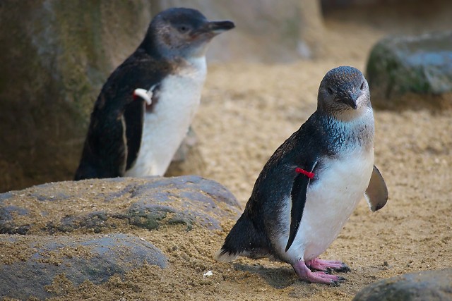 コガタペンギン/Little Penguin