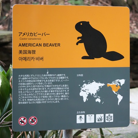 アメリカビーバー(American beaver)の案内看板