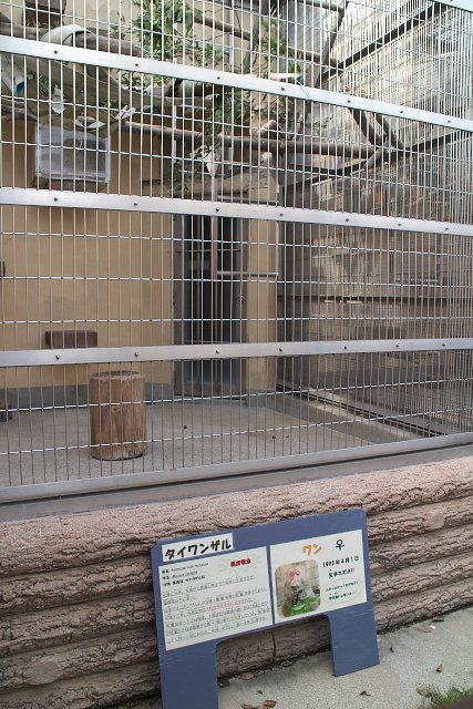 タイワンザル/Formosan rock macaque