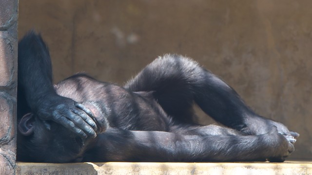 チンパンジー/Chimpanzee