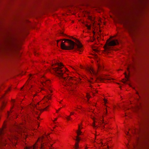オオコノハズク/Sunda scops owl