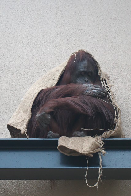 オランウータン/Orangutan