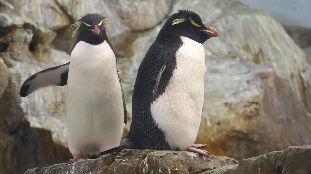 ミナミイワトビペンギン/Southern rockhopper penguin