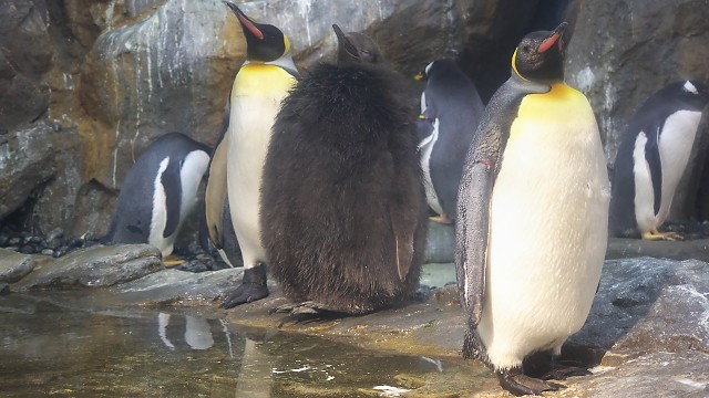 オウサマペンギン/King penguin