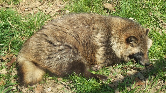 ホンドタヌキ/Japanese raccoon dog
