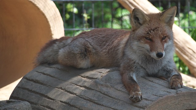 ホンドギツネ/Japanese Red Fox