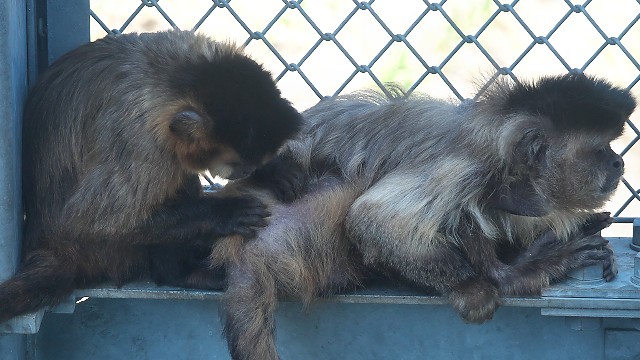 フサオマキザル/tufted capuchin