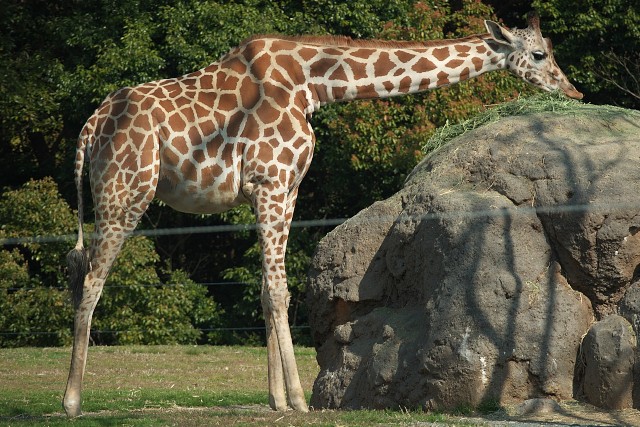 キリン/Giraffe