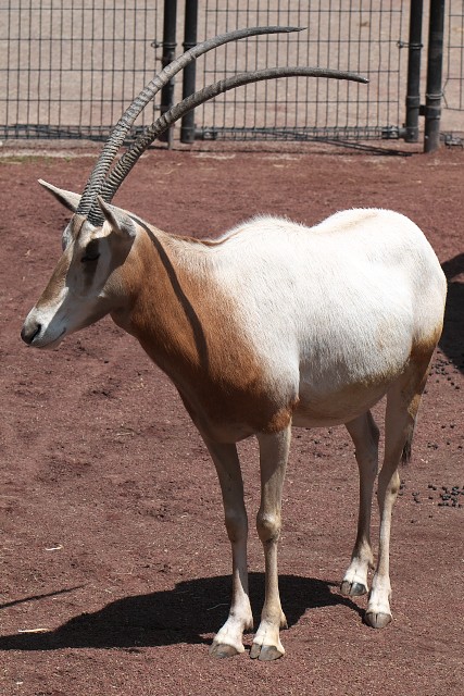 ホワイトオリックス/Scimitar-horned oryx