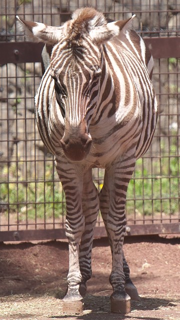 グラントシマウマ/Grant's zebra