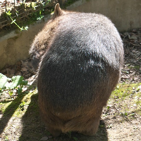 ウォンバット/Wombat