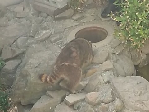 茶臼山のアライグマ