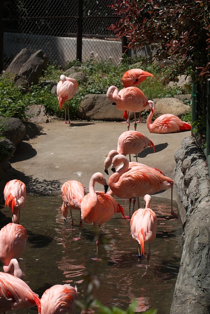ベニイロフラミンゴ/Flamingo
