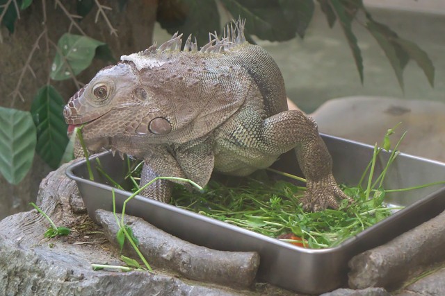 グリーンイグアナ/Green iguana