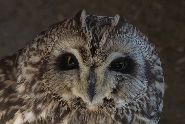コミミズク/Short-eared owl