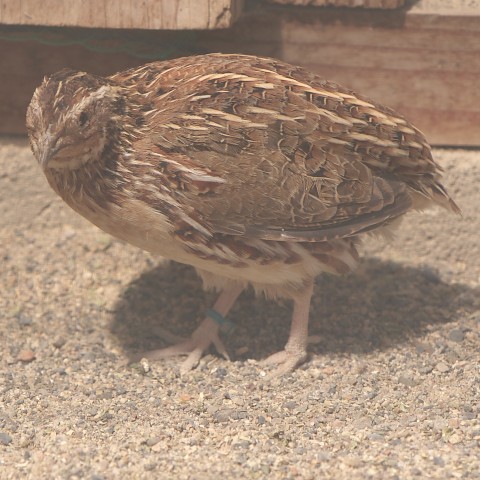 ウズラ/Japanese quail